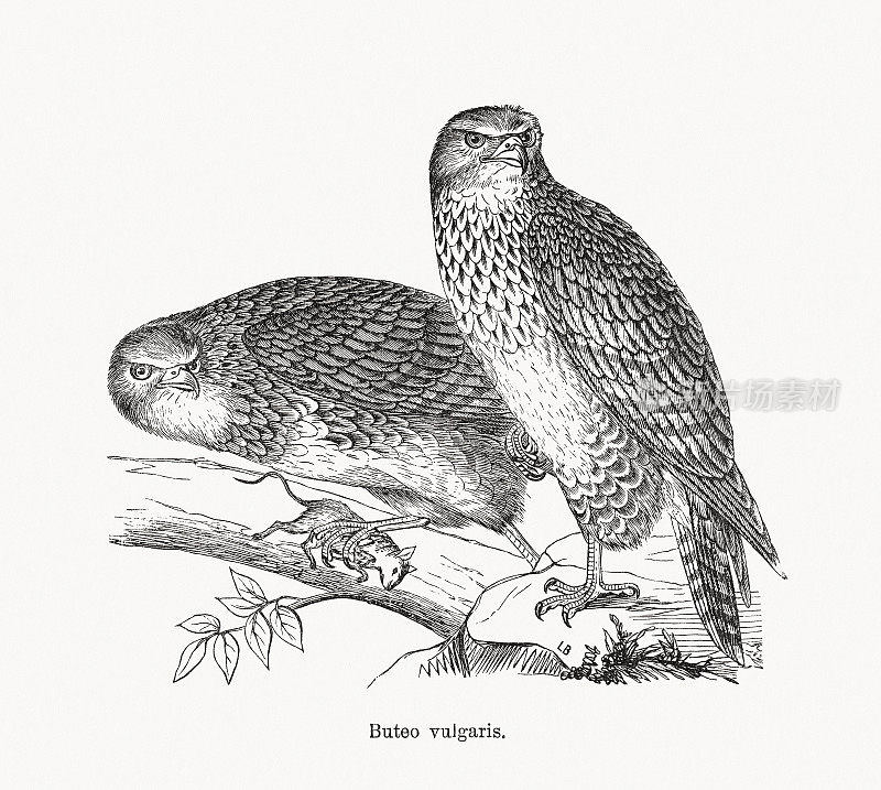 秃鹰(Buteo Buteo)，木刻，1893年出版